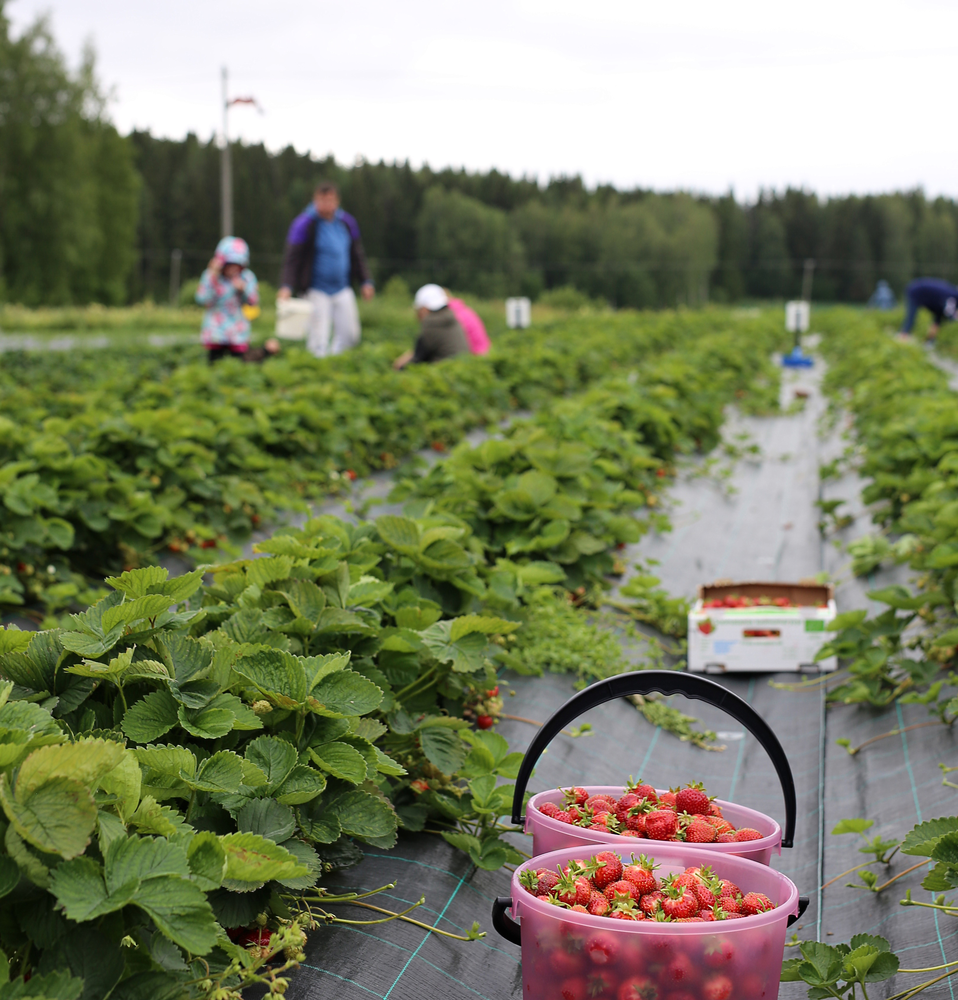 Marjatila Luomuakin - luomumansikan itsepoimintaa Pälkäne